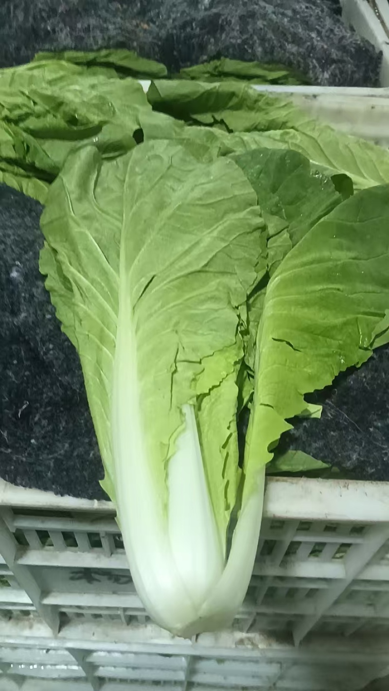 精品小白菜基地直发规格齐全大量上市价格优惠