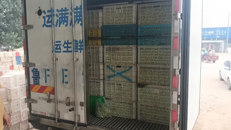 精品小白菜基地直发规格齐全大量上市价格优惠