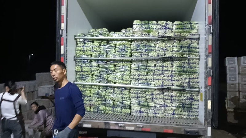 精品小白菜基地直发规格齐全大量上市价格优惠