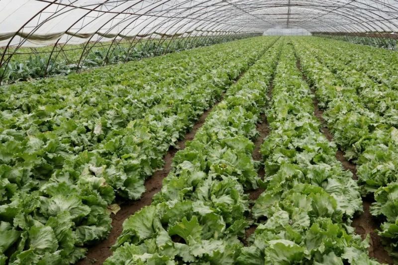 山东生菜大量上市一手货源常年供应批发