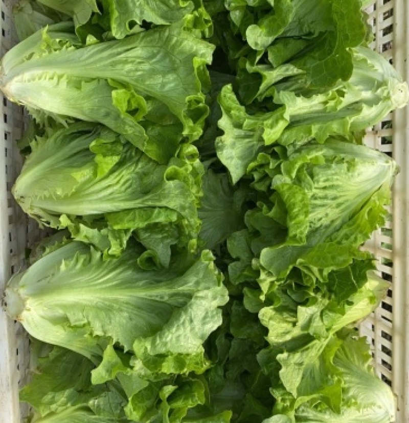 山东生菜大量上市一手货源常年供应批发