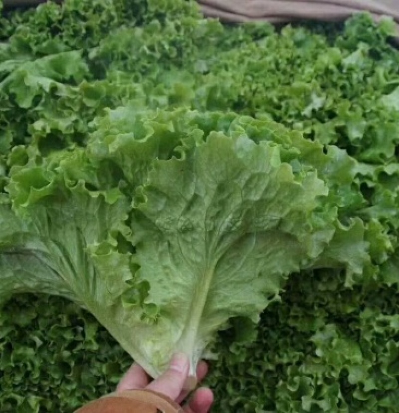 山东生菜大量上市一手货源常年供应批发