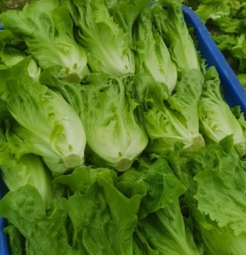 山东生菜大量上市一手货源常年供应批发