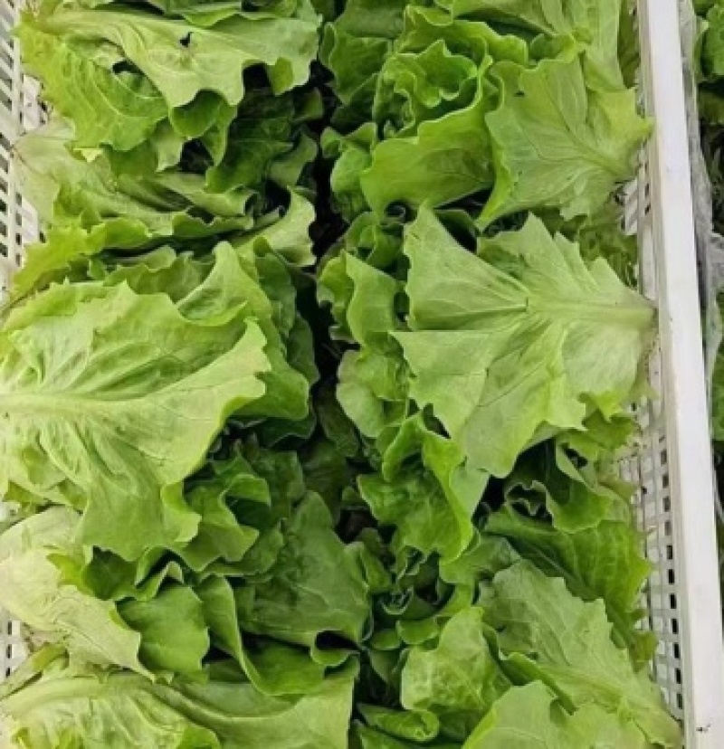 山东生菜大量上市一手货源常年供应批发