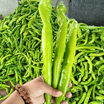 山东寿光尖椒鲜辣椒大量现货供应，规格齐全代发全国