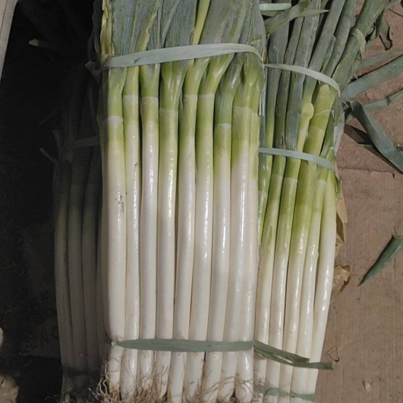 大葱