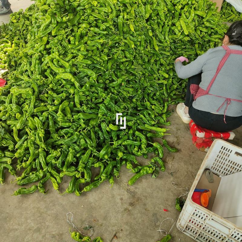 精品青椒