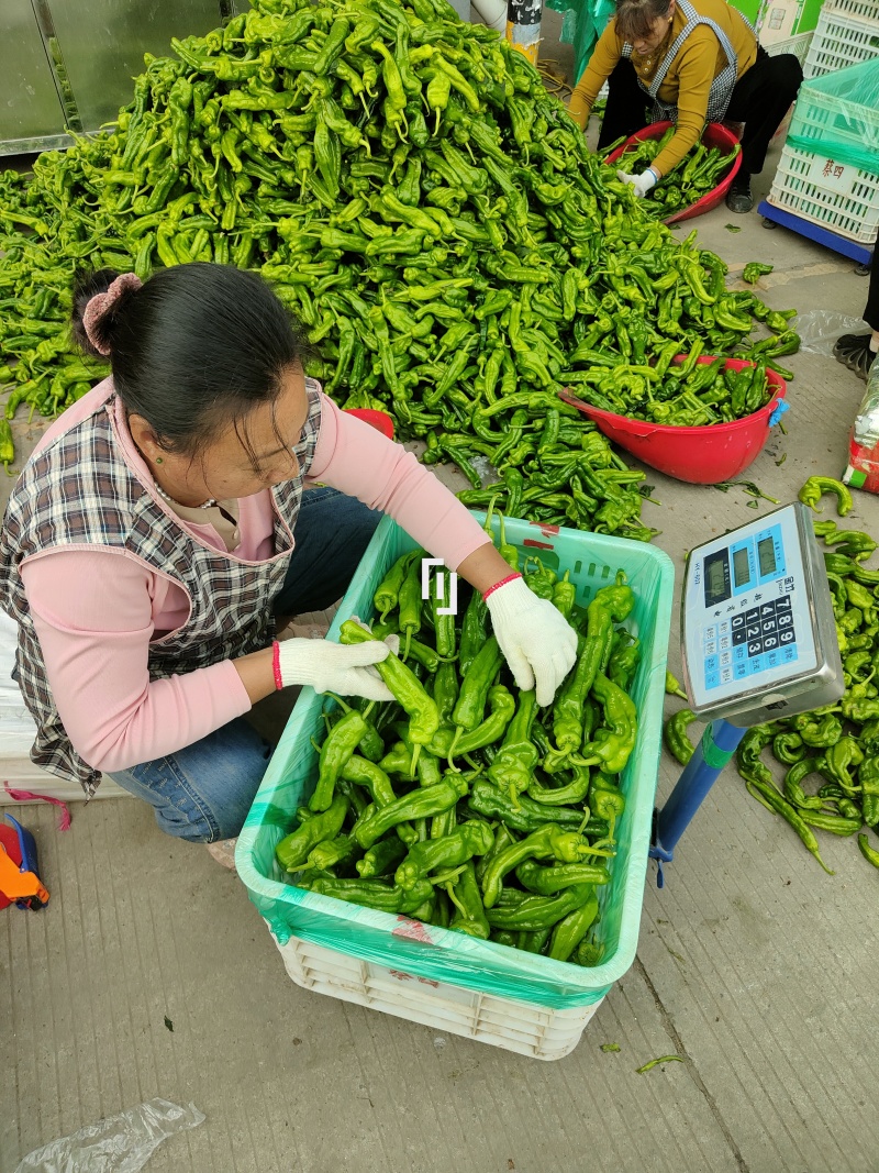 精品青椒