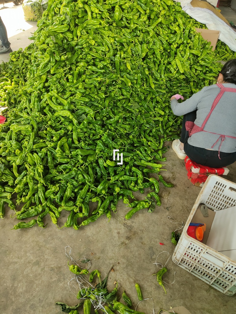 精品青椒