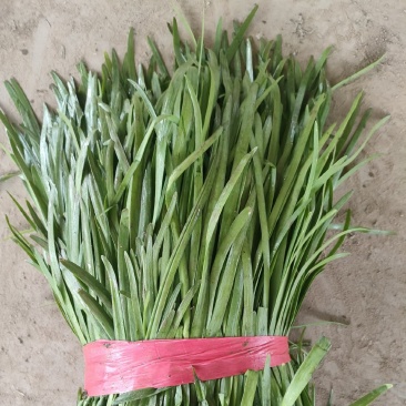 河北精品大叶韭菜，万亩基地，品质保证，可视频看货