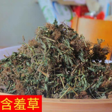 含羞草500g感应草知羞草呼喝草怕丑草野生中药材