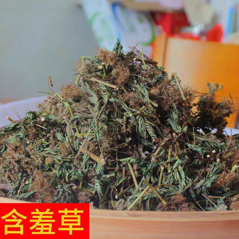 含羞草500g感应草知羞草呼喝草怕丑草野生中药材