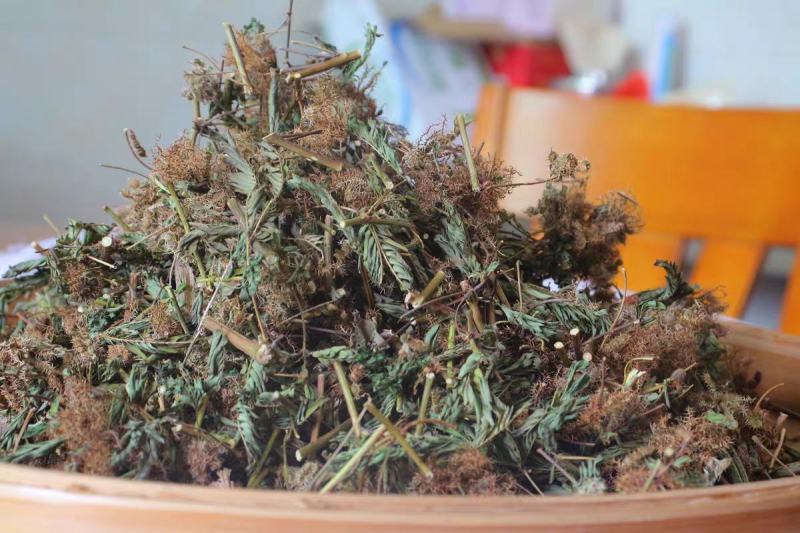 含羞草500g感应草知羞草呼喝草怕丑草野生中药材