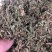 含羞草500g感应草知羞草呼喝草怕丑草野生中药材