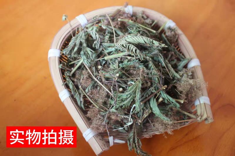 含羞草500g感应草知羞草呼喝草怕丑草野生中药材