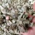 羊角叶淫羊藿中药材广西野生新鲜干货500g品种齐全量大