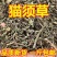 新货猫须草云南化石草无硫猫须草正品500克降酸草
