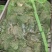 牛蛙肉质饱满，口感**