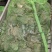 牛蛙肉质饱满，口感**