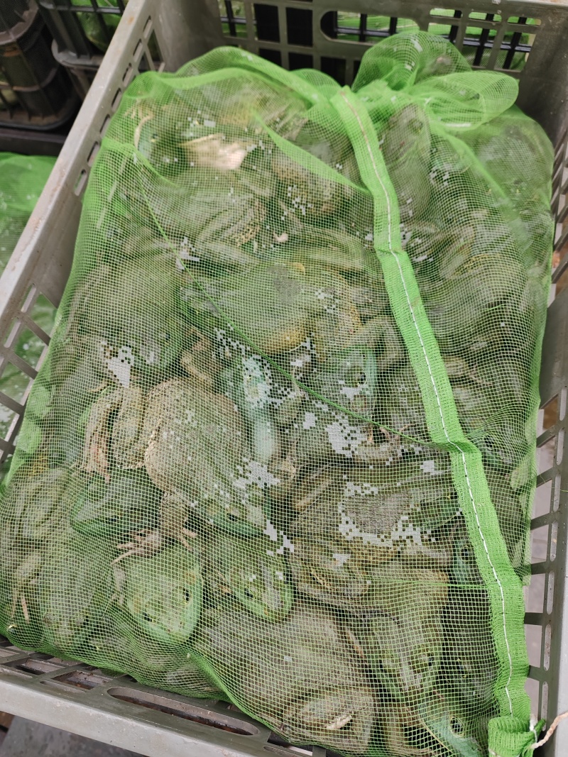 牛蛙肉质饱满，口感**
