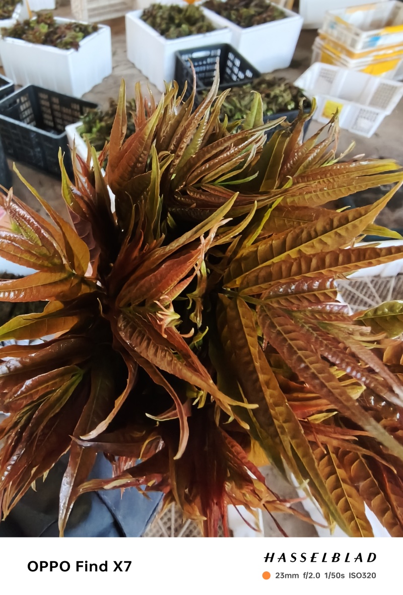 精品小红椿芽