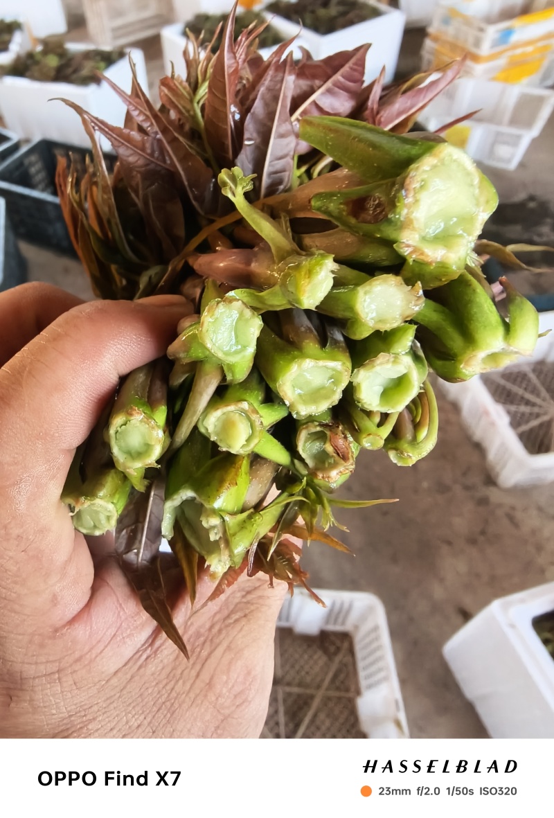 精品小红椿芽
