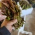 精品小红椿芽