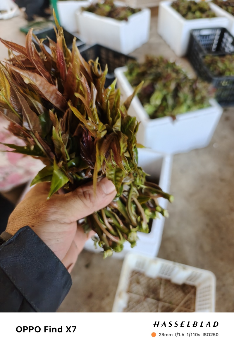 精品小红椿芽