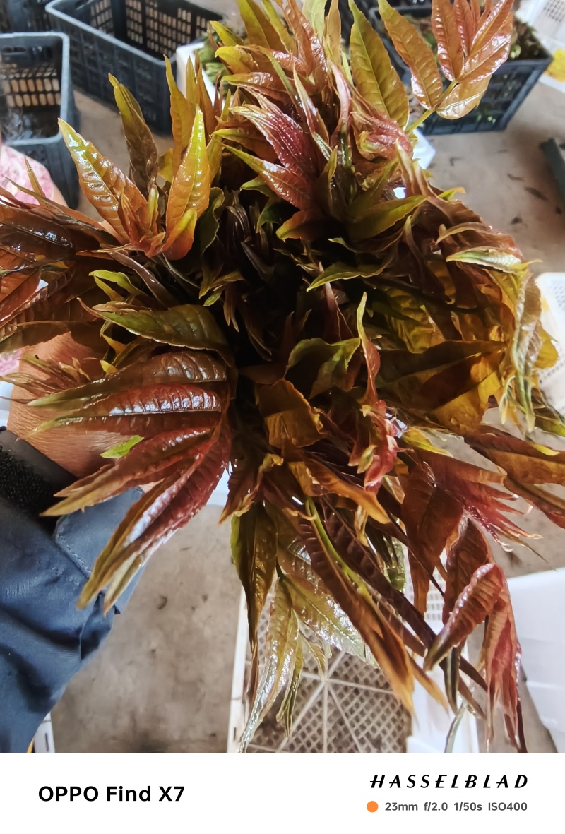 精品小红椿芽