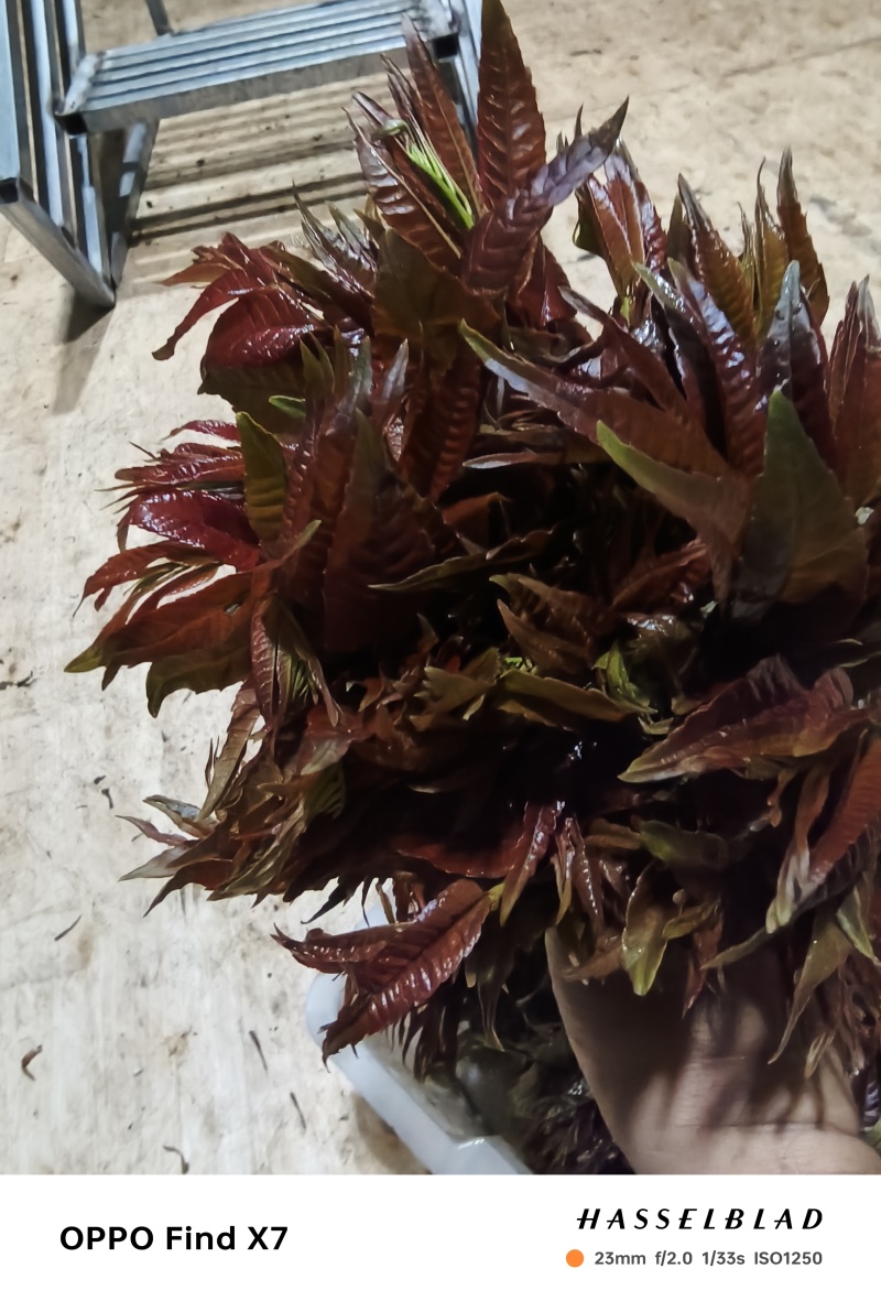 精品小红椿芽