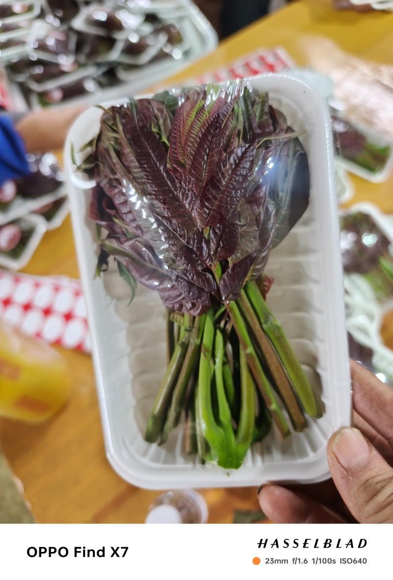 精品小红椿芽