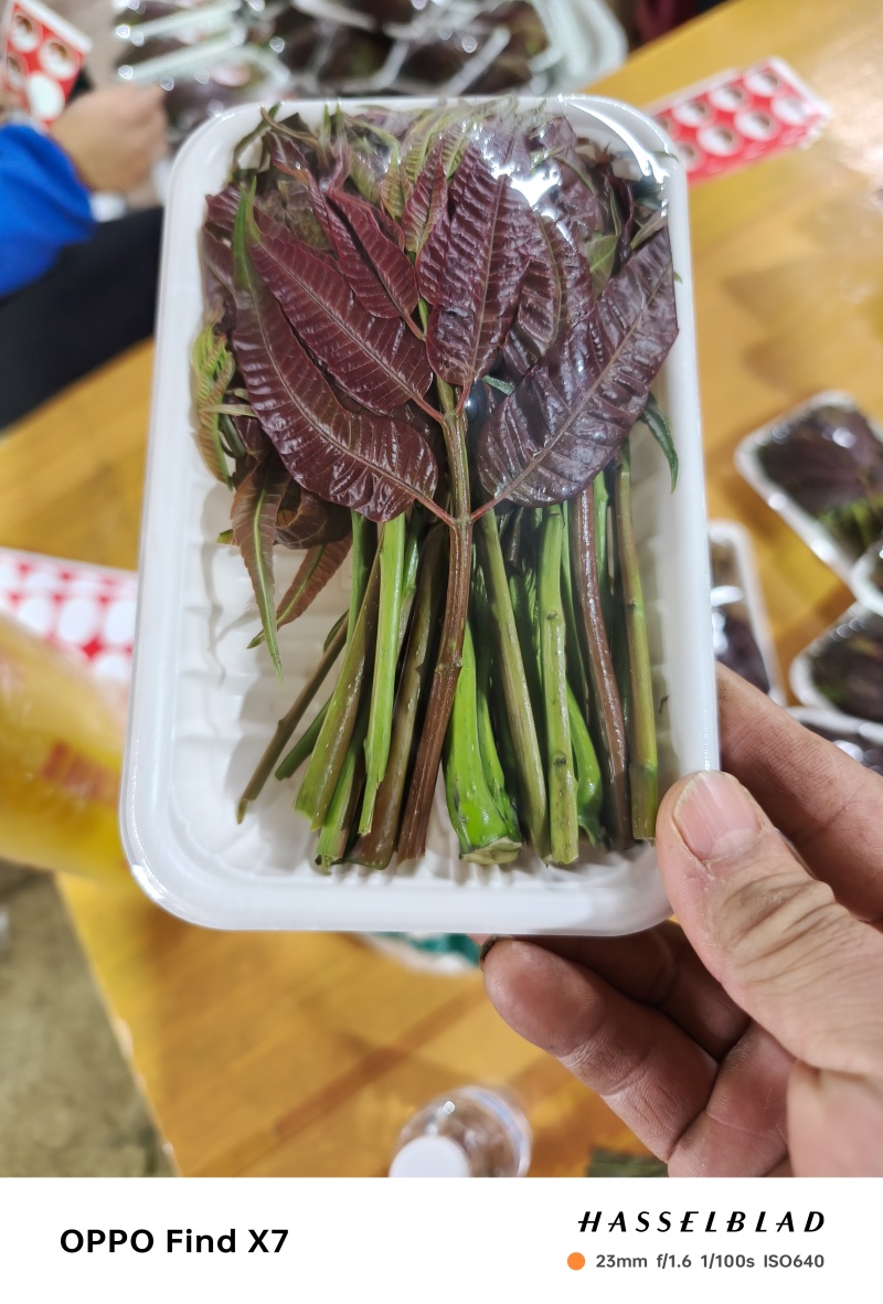 精品小红椿芽