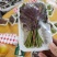 精品小红椿芽