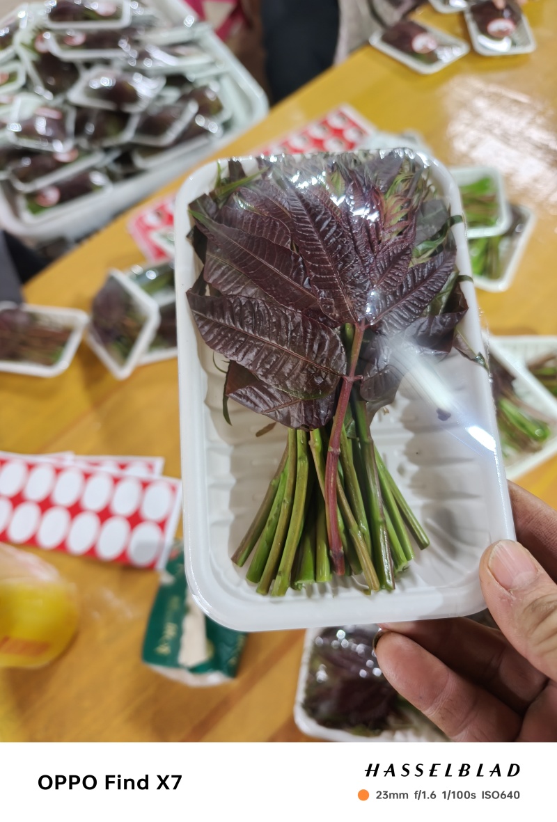 精品小红椿芽