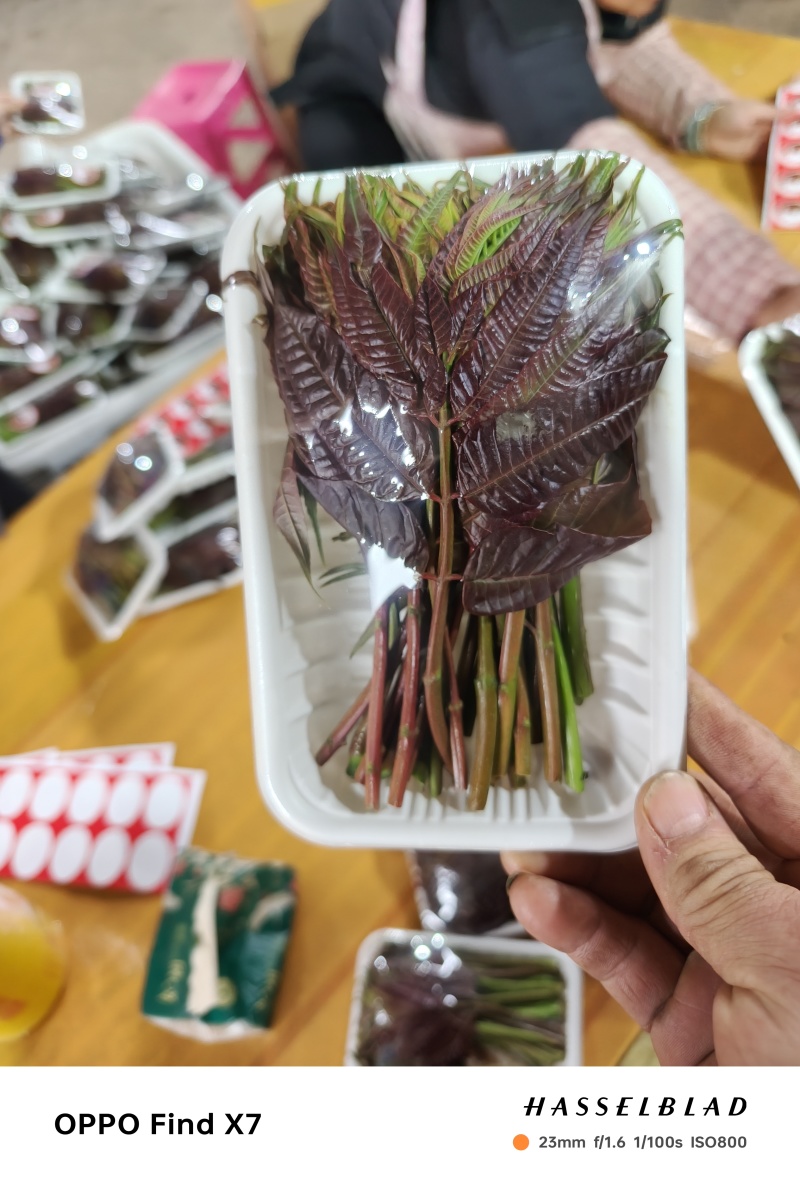 精品小红椿芽