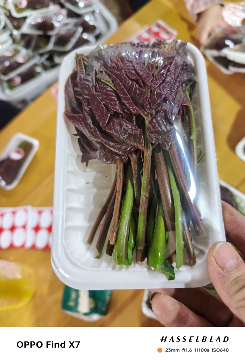 精品小红椿芽
