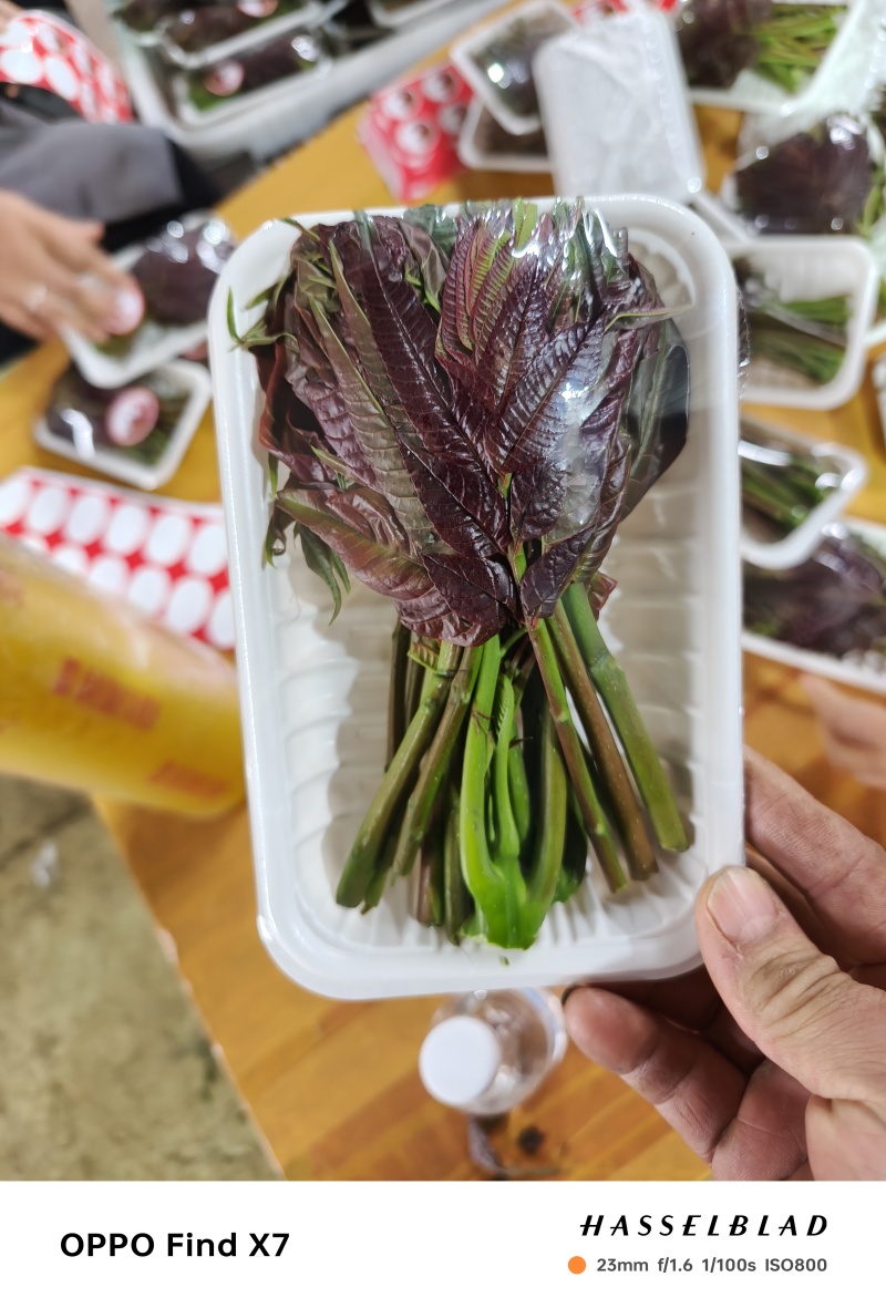 精品小红椿芽