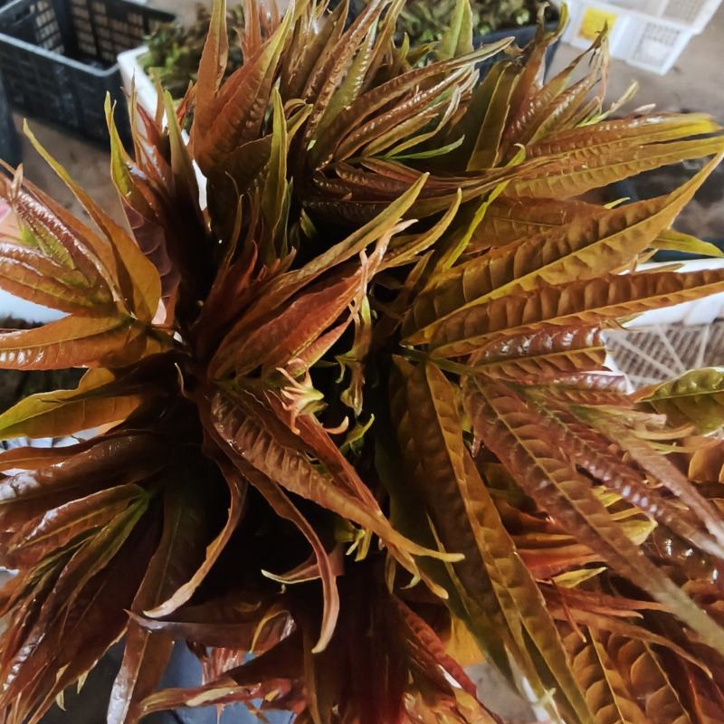 精品小红椿芽