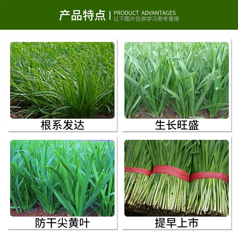韭菜专用叶面肥韭菜增产黑粗绿嫩韭菜干尖灵