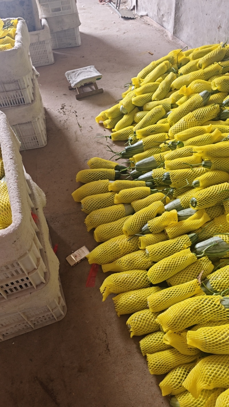 精品甜瓜原产地羊角蜜大量上市产地直发货源充足