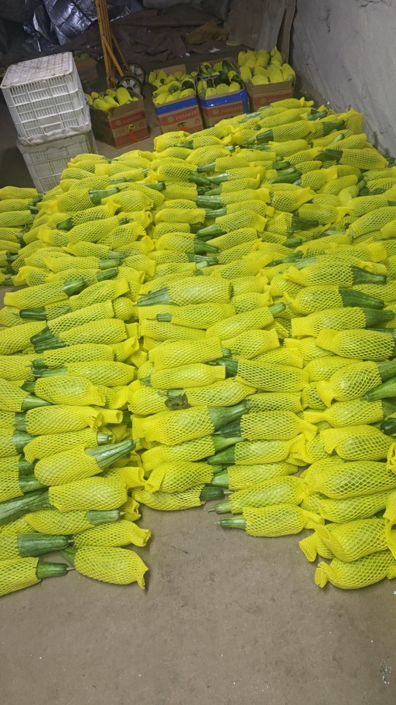 精品甜瓜原产地羊角蜜大量上市产地直发货源充足