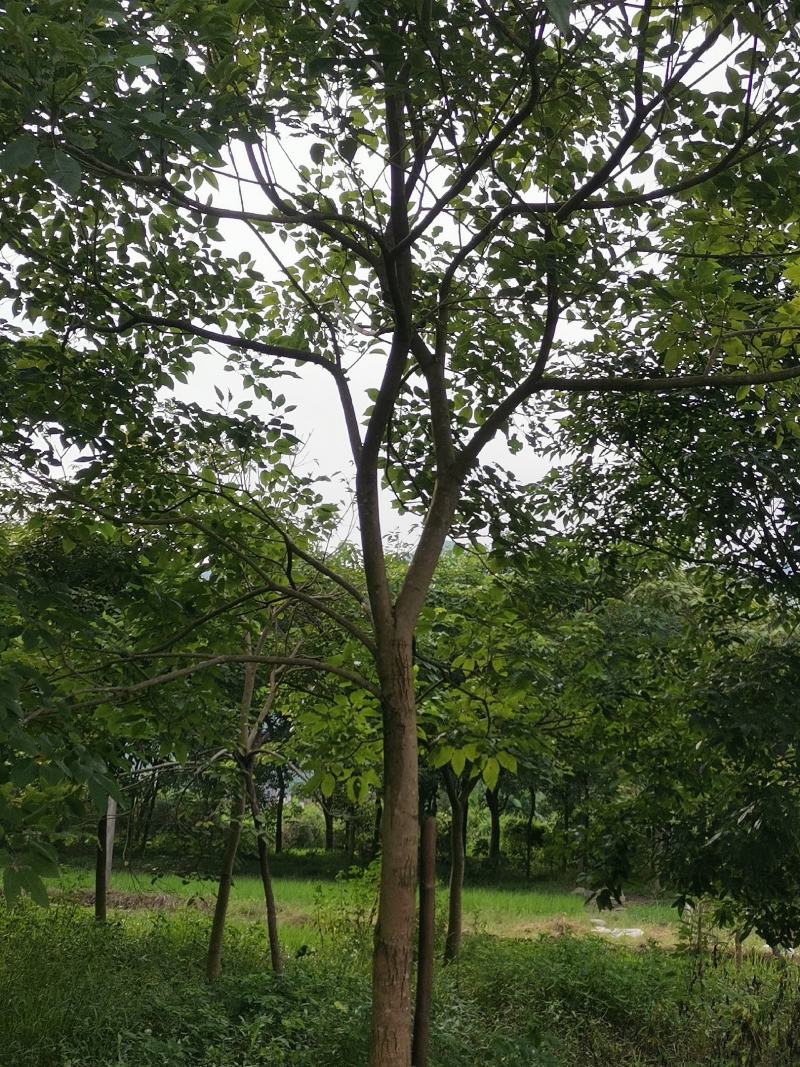 便宜清场处理9-16原生紫花风铃