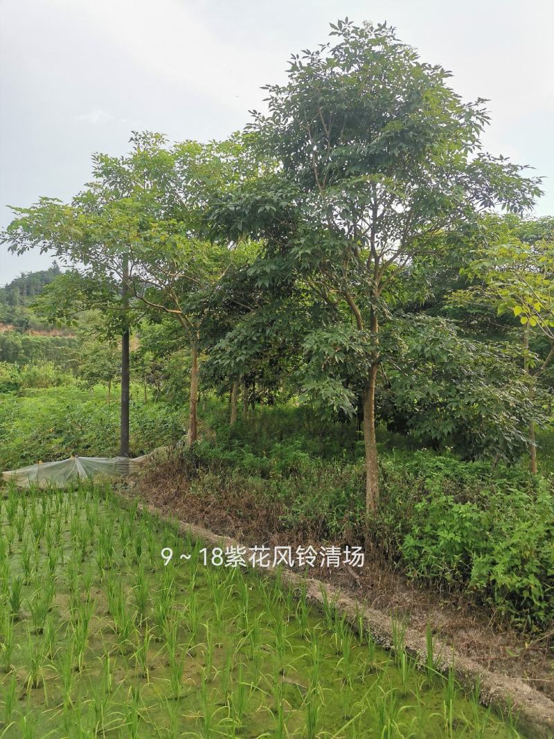 便宜清场处理9-16原生紫花风铃