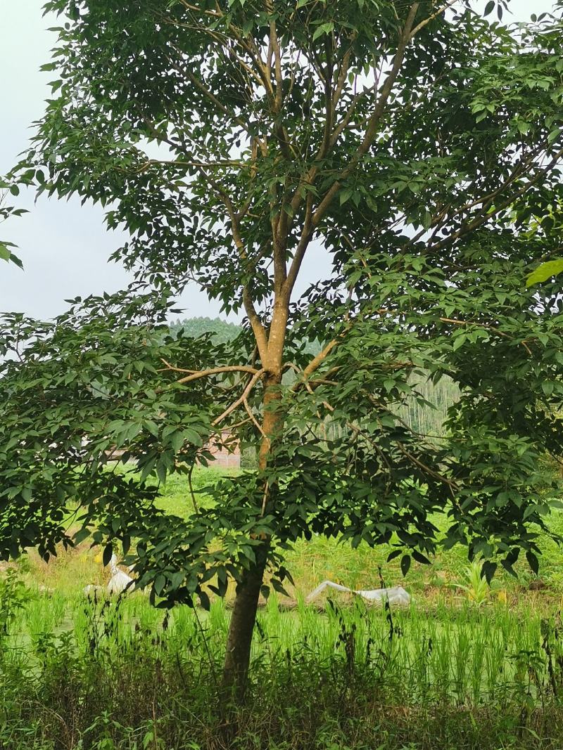 便宜清场处理9-16原生紫花风铃