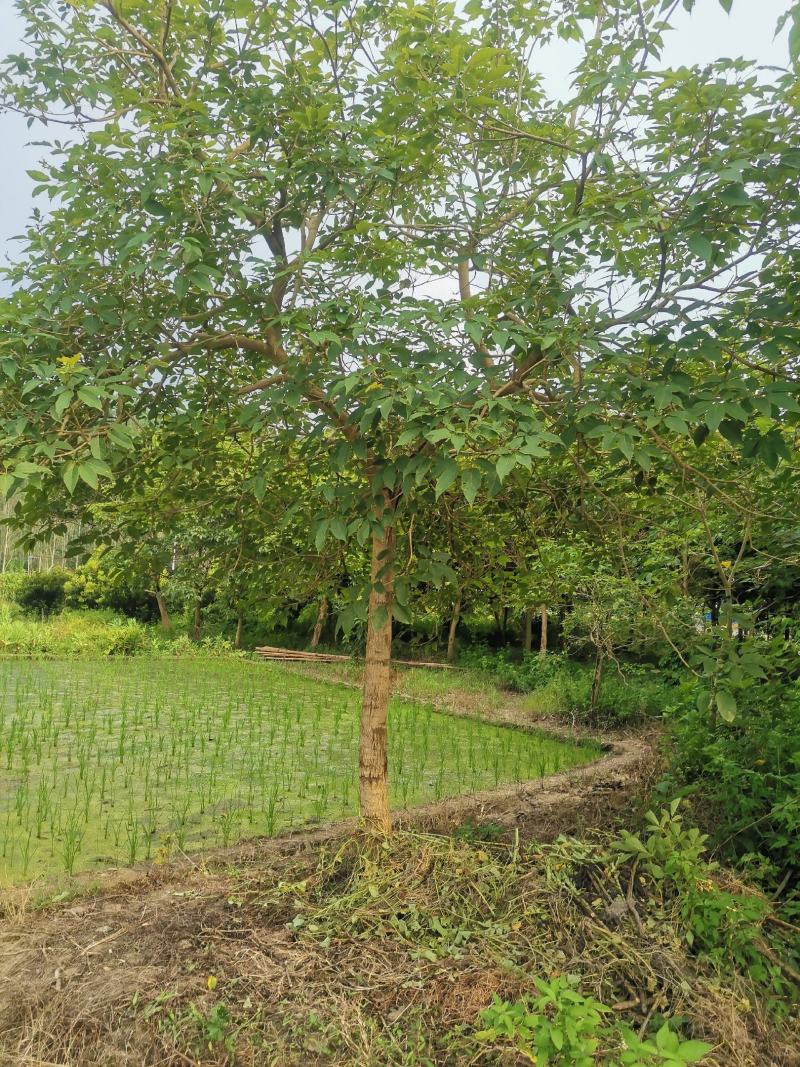便宜清场处理9-16原生紫花风铃