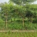便宜清场处理9-16原生紫花风铃