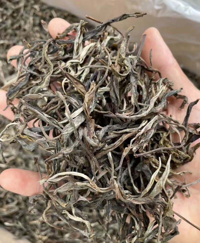 勐库双江营盘古树茶