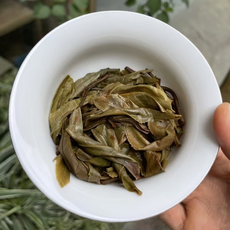 勐库双江营盘古树茶