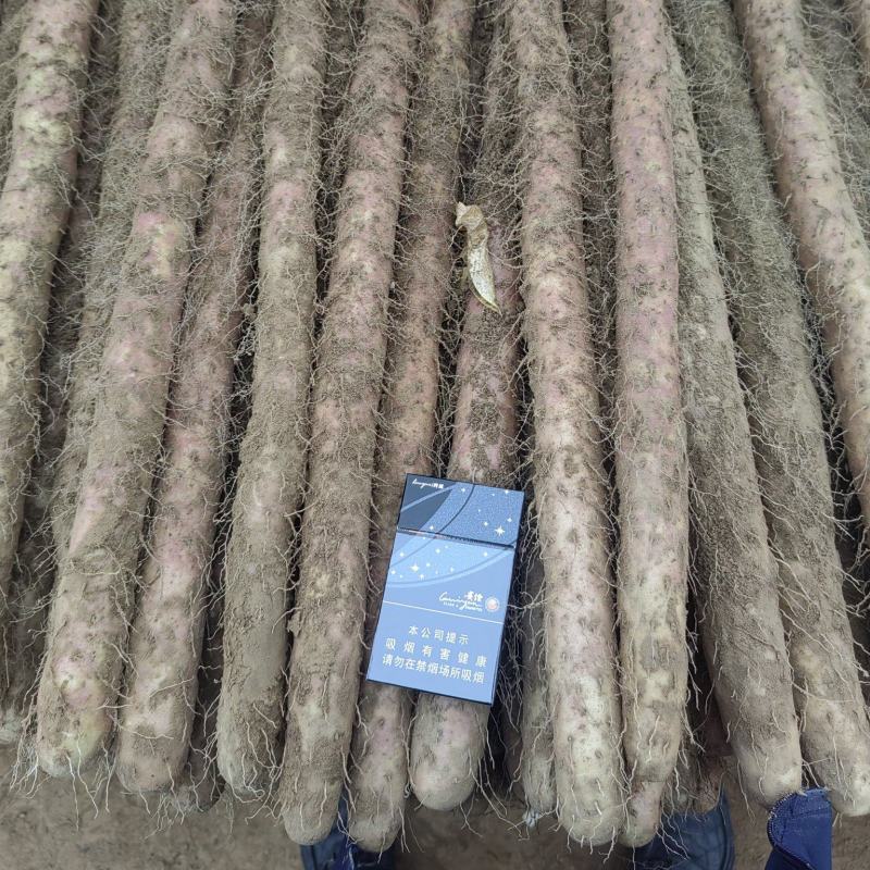 临漳红皮大铁棍山药