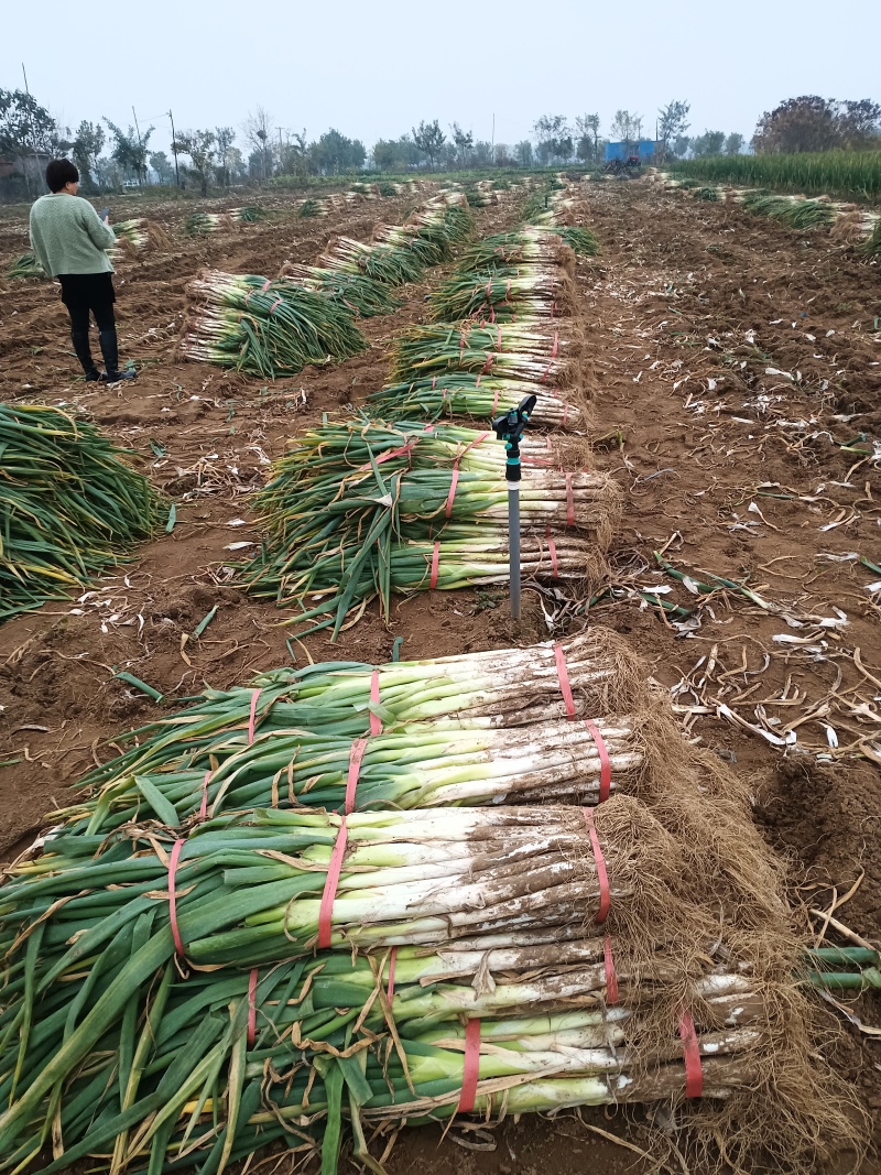 长白大葱大量接单产地直发品质保证诚信合作欢迎来电